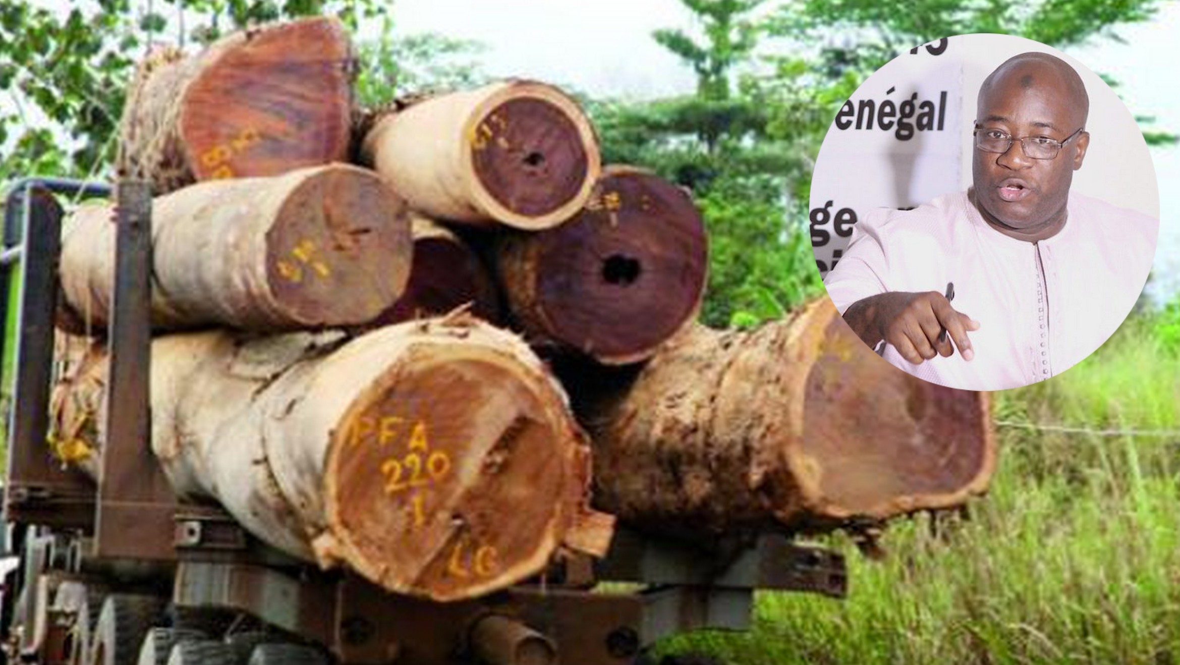 Coupe abusive de bois à Kolda: le Forum Civil lance l’alerte et interpelle Macky Sall