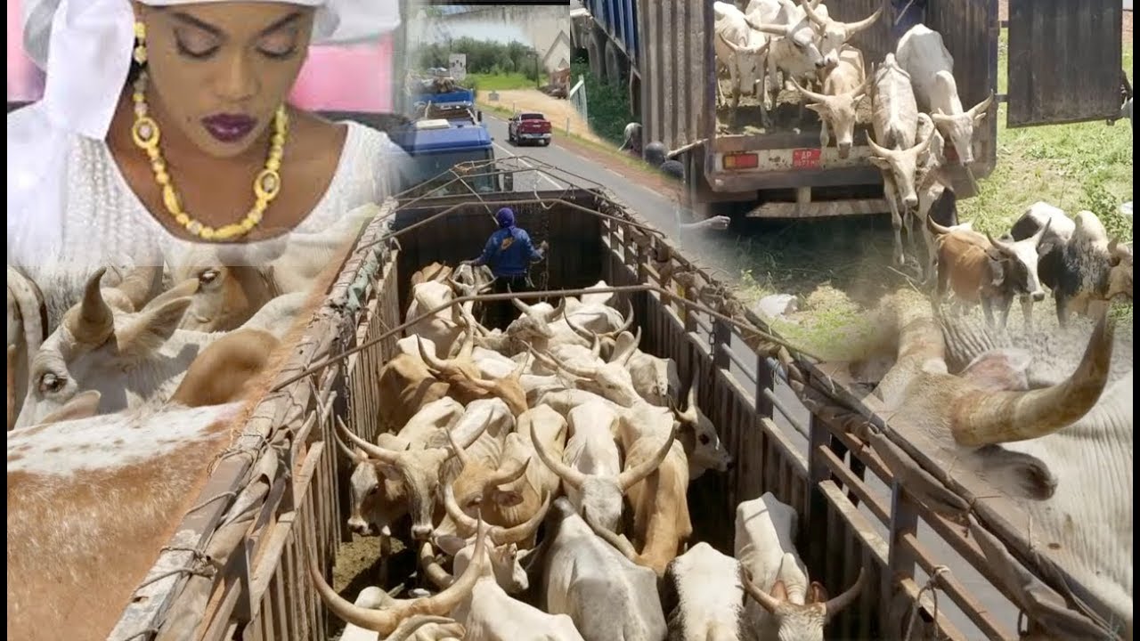 Magal: le troupeau de bœufs de Sokhna Aida Diallo est arrivé à Touba